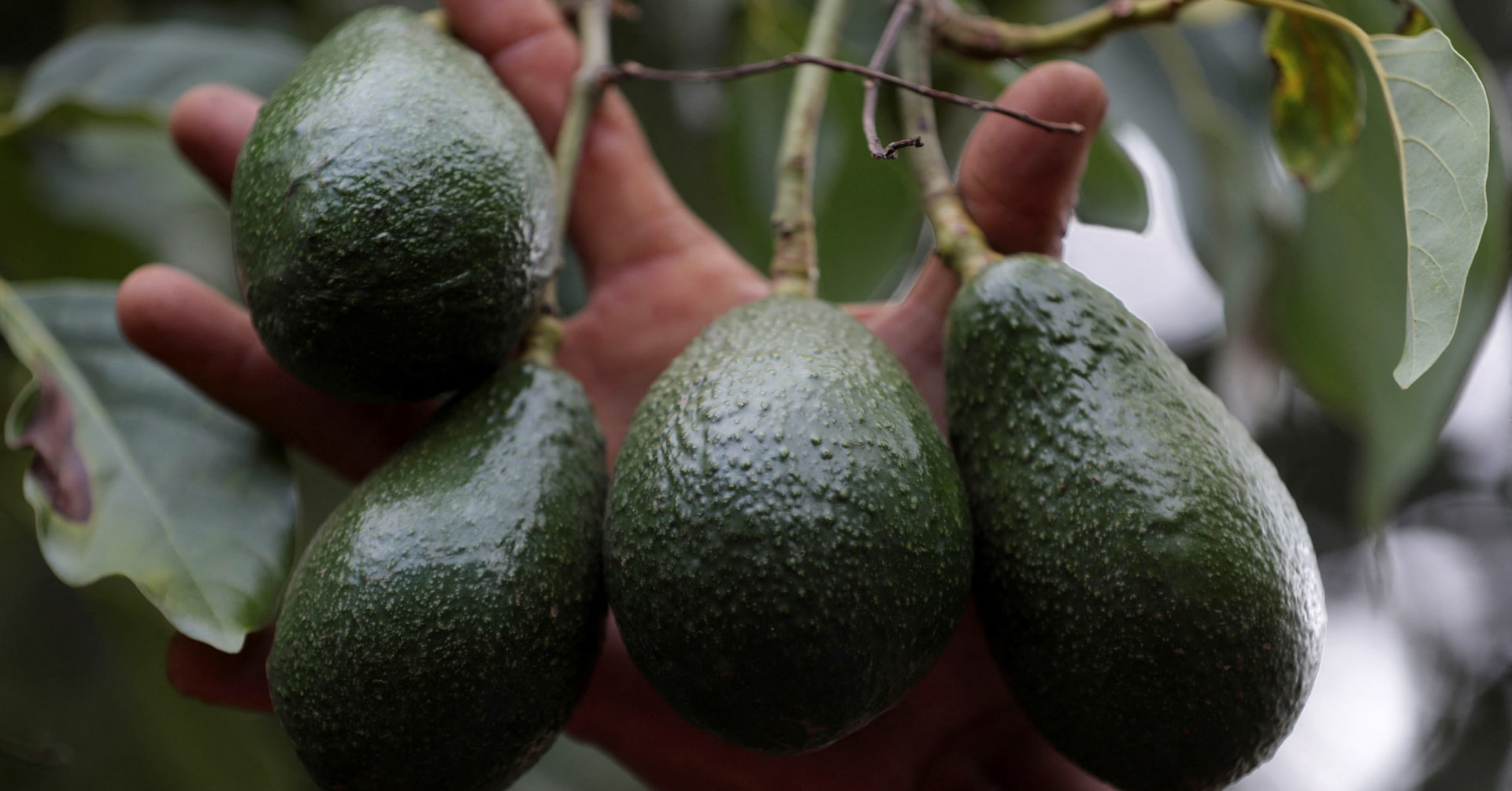 Mexico foreign ministry to speak with U.S. to end avocado conflict, president says